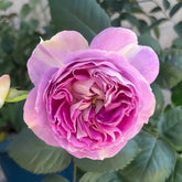 Saphir Rose